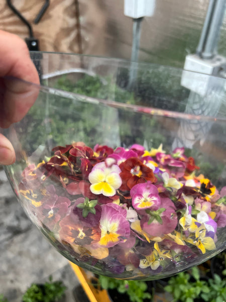 Edible Flowers Pansy/Viola Blend