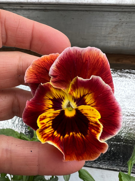 Edible Flowers Pansy/Viola Blend